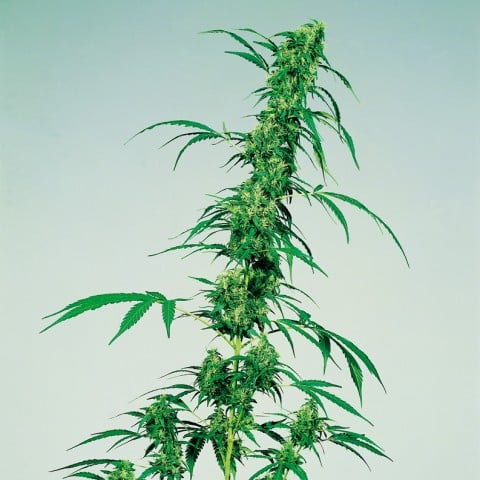 Sativa Cannabis
